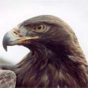 falconry